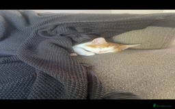 American Shorthair cats for sale: Nala 10 month old kitten  - Advert 7