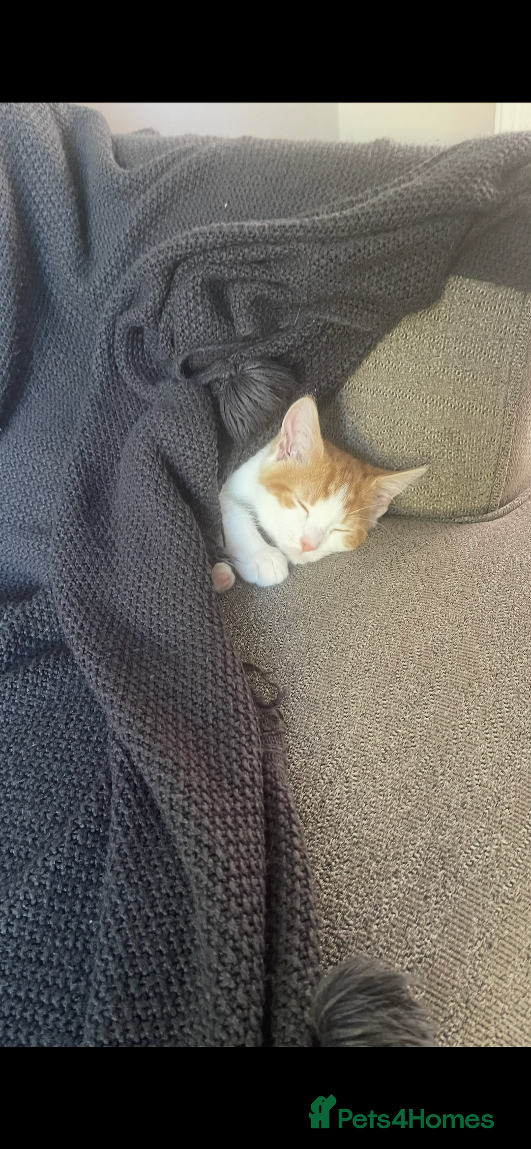 American Shorthair cats for sale: Nala 10 month old kitten  - Advert 7