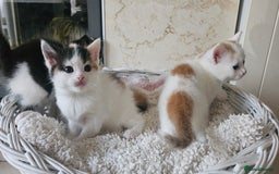 Selkirk Rex cats for sale: Adorable Selkirk Rex Kittens (Straight ) - Image 17