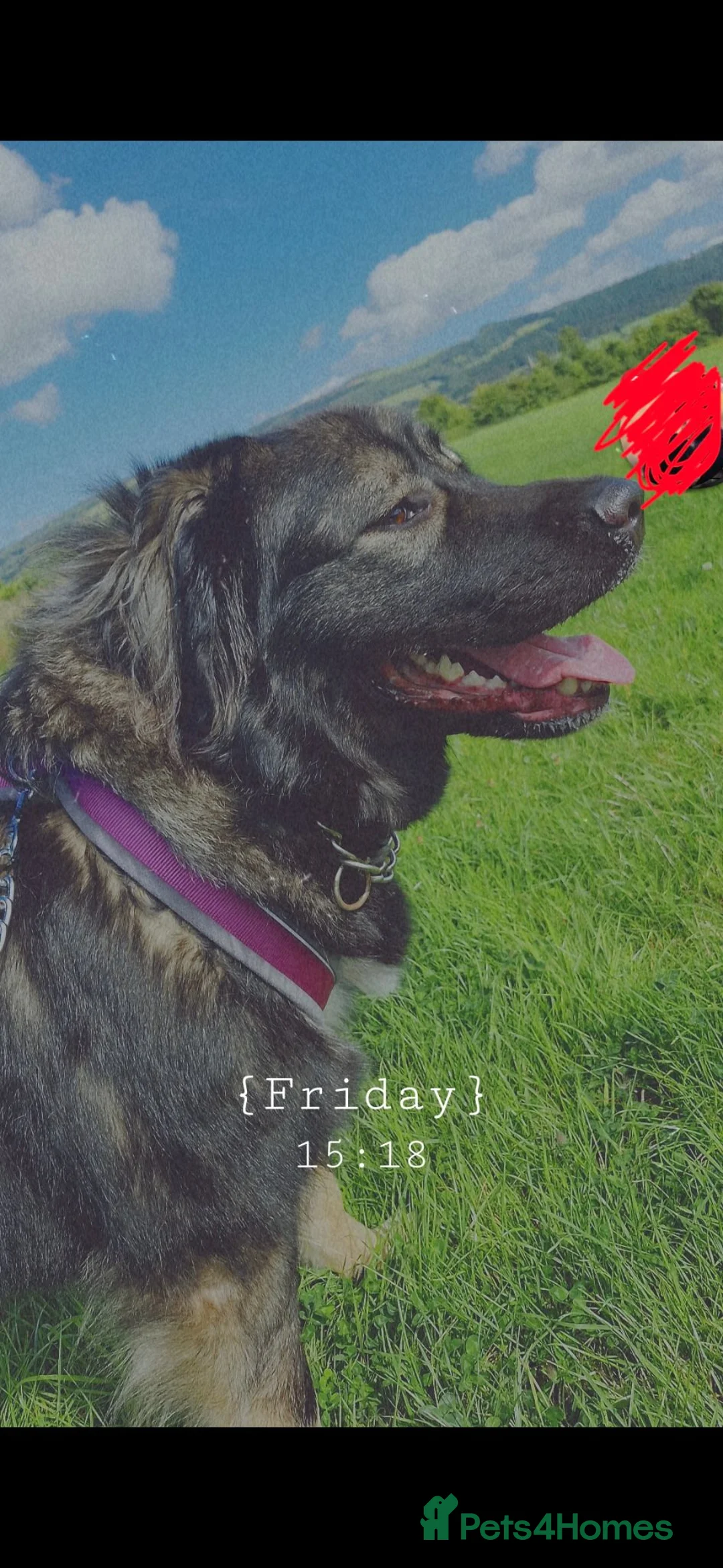 Caucasian Shepherd Dog dogs for sale: 5 year old Caucasian Shepherd dog - Advert 5