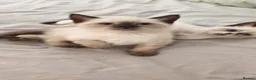 Siamese cats for sale: Sweet siamese girls -blue eyes  - Advert 6