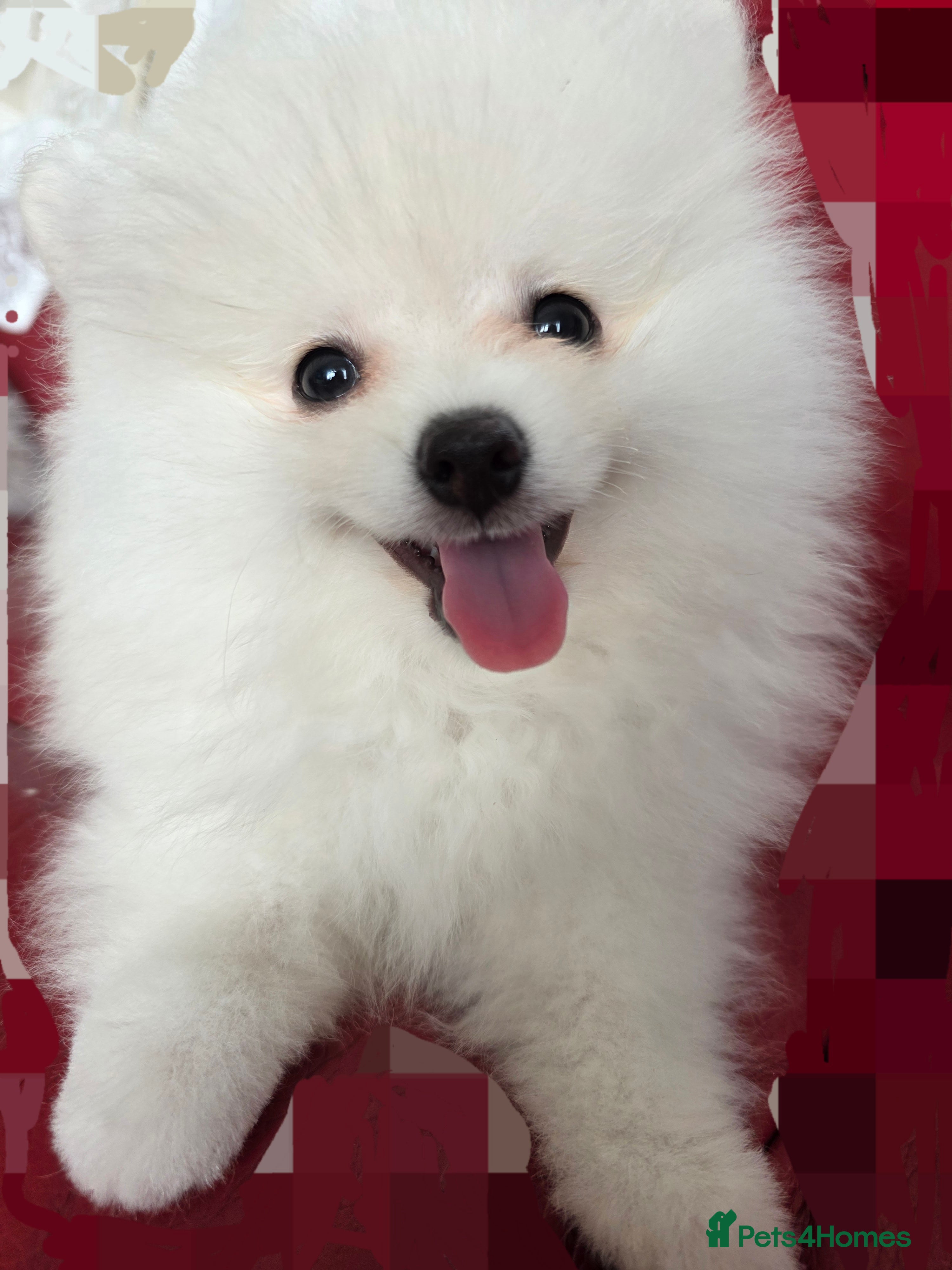 Pedigree Ice white Pomeranian Puppy 1