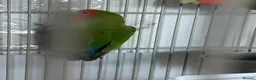Lovebirds birds for sale: Lovebirds  in Basildon - Advert 5