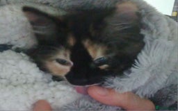 British Longhair cats for sale: Calico kitty for sale - Bella - Image 7