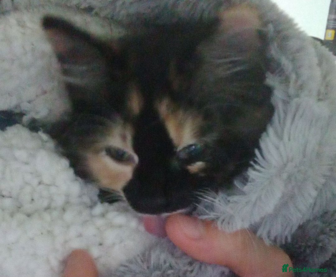 British Longhair cats for sale: Calico kitty for sale - Bella - Image 7