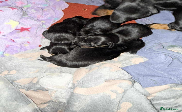 Dachshund dogs - Advert 1