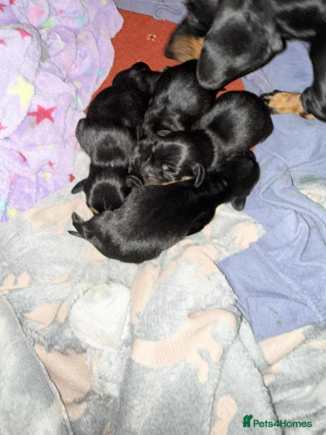 Dachshund dogs for sale: Smooth hair standard dachshunds - Image 1