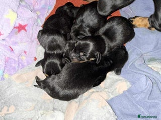 Dachshund dogs - Advert 8