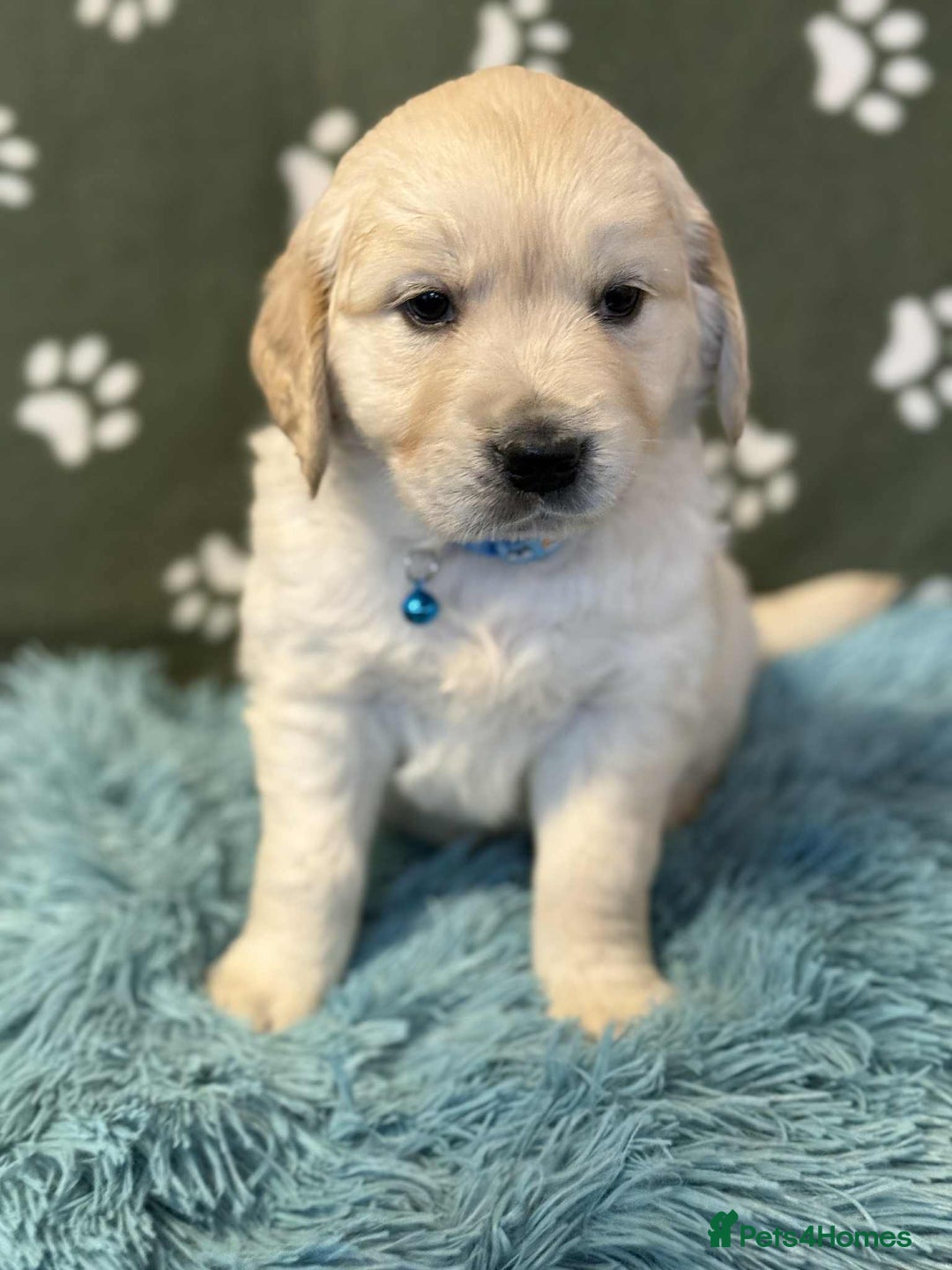 Golden Retriever dogs for sale: Stunning health tested Golden Retriever Puppies  - Advert 33