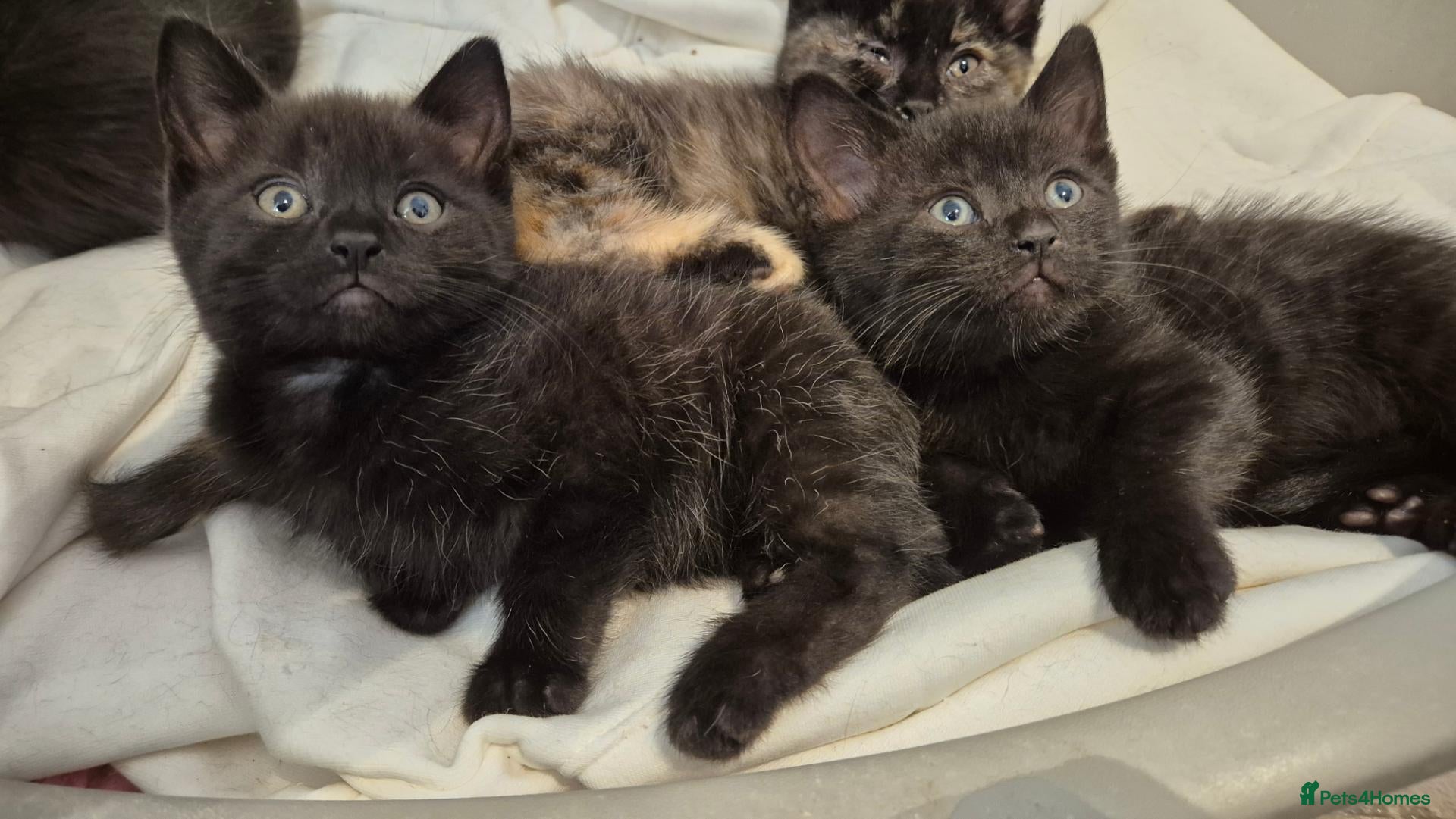 Mixed Breed cats  8 weeks old British short hair cross kittens  - Advert 1
