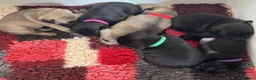 Pug dogs for sale: Kc registered Pug puppies - Advert 8