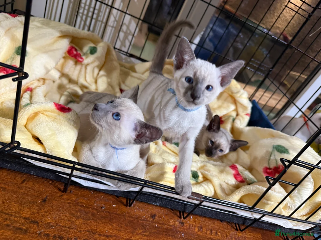 Siamese cats for sale: Siamese kittens  - Advert 16
