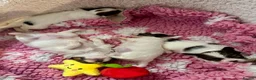 Papillon dogs for sale: Beautiful KC Registered Puppies - Only two left! - Advert 4