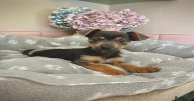 Jack Russell dogs - Advert 1