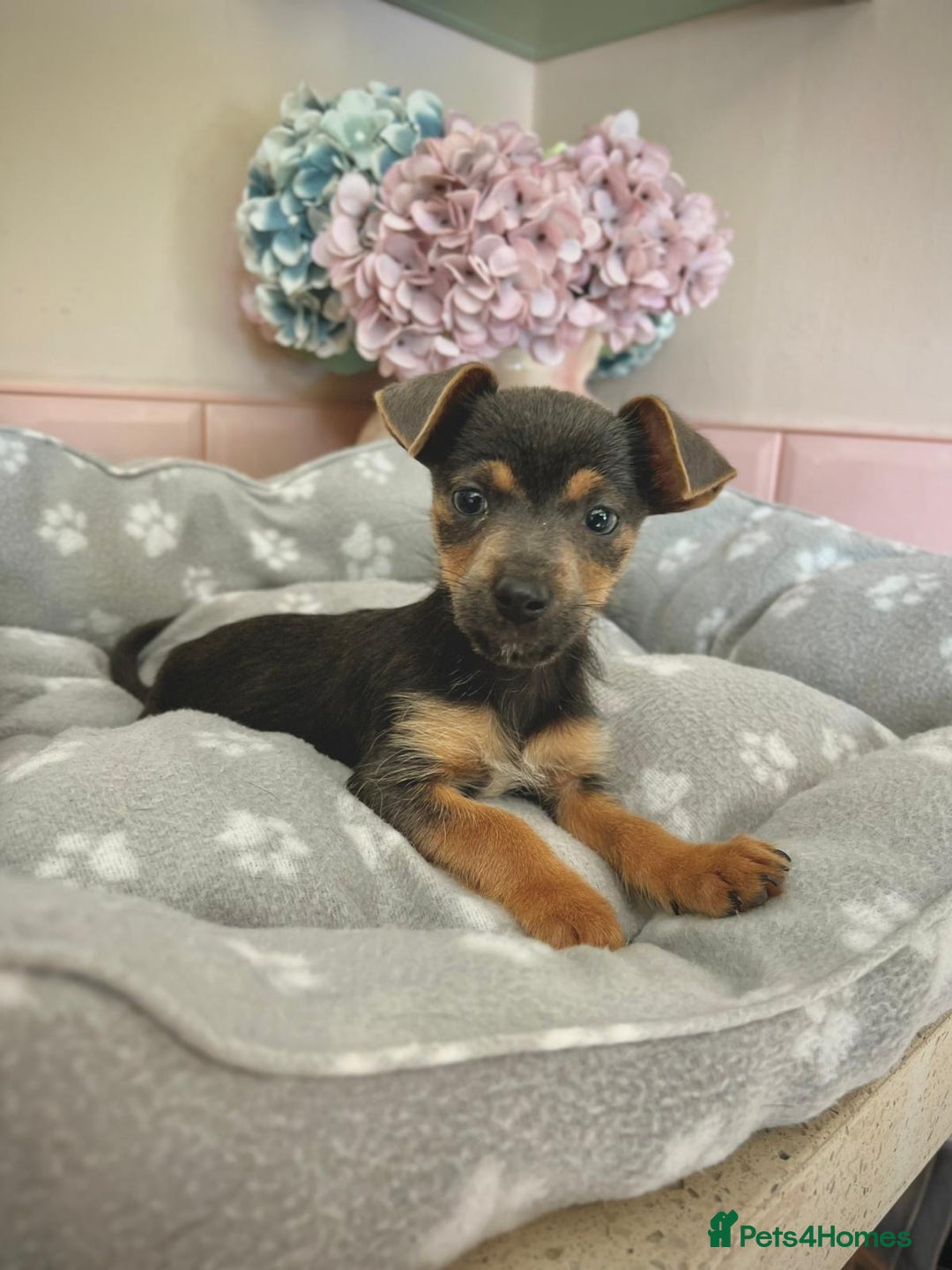 Jack Russell dogs for sale: Stunning much Wenlock puppy  - Image 3