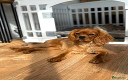 Cavalier King Charles Spaniel dogs for sale: KC reg, pedigree CKCS girl, ready to go - Image 2