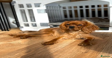 Cavalier King Charles Spaniel dogs - Advert 1