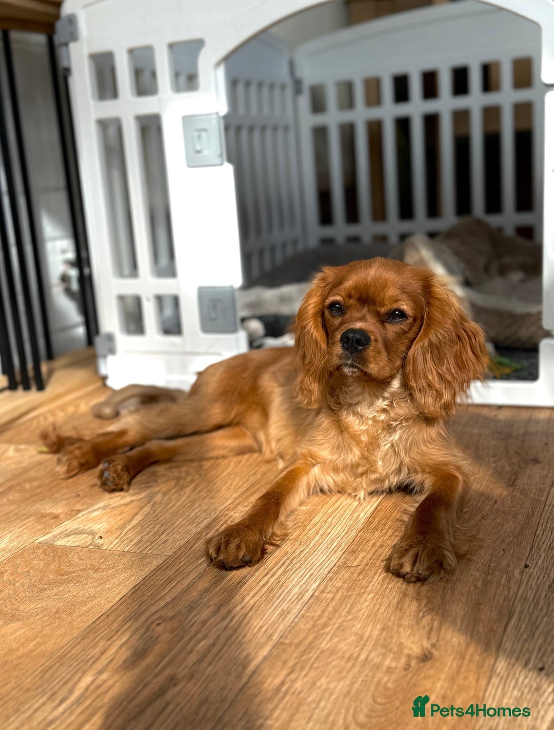 Cavalier King Charles Spaniel dogs for sale: KC reg, pedigree CKCS girl, ready to go - Image 2