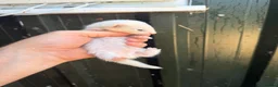 Ferret rodents for sale: Half micro ferrets they have taken the micro side  - Advert 2