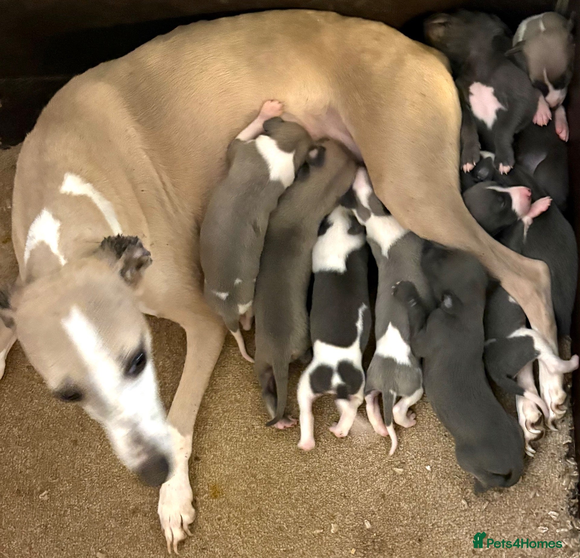 Whippet dogs Beautiful whippet puppies  - Advert 1