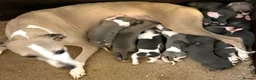 Whippet dogs for sale: Beautiful whippet puppies  - Advert 1