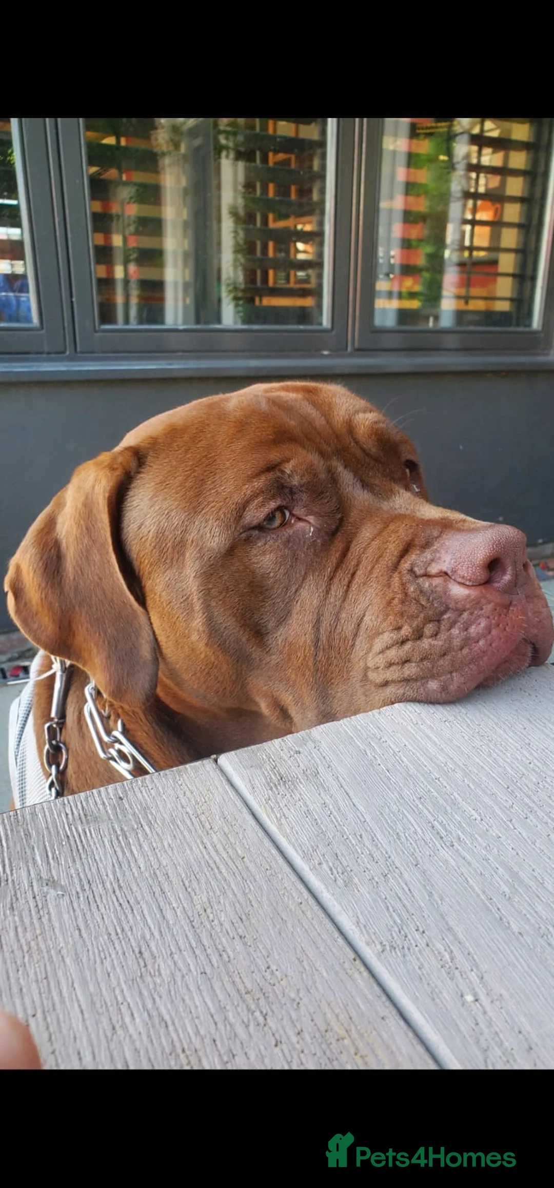 Mixed Breed dogs for sale: ROCCO - Advert 2