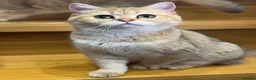 Scottish Fold cats for sale: TICA Registered Scottish Fold & Straight kittens - Advert 19