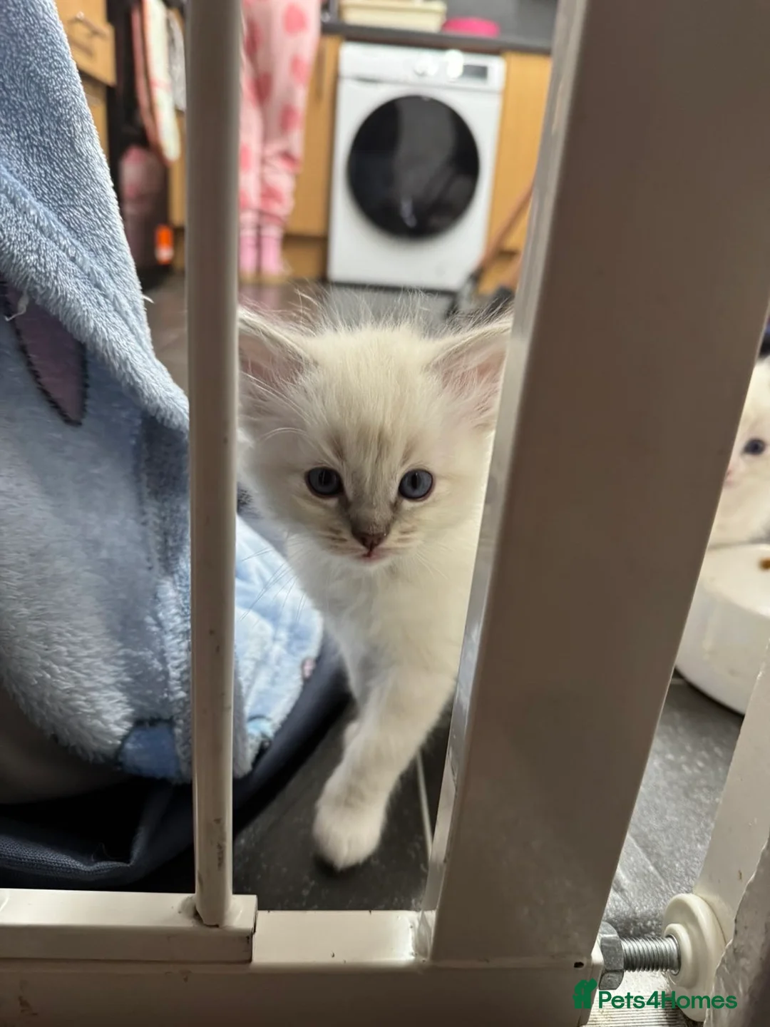 Ragdoll cats for sale: 4 Male Ragdoll Kittens  - Advert 8