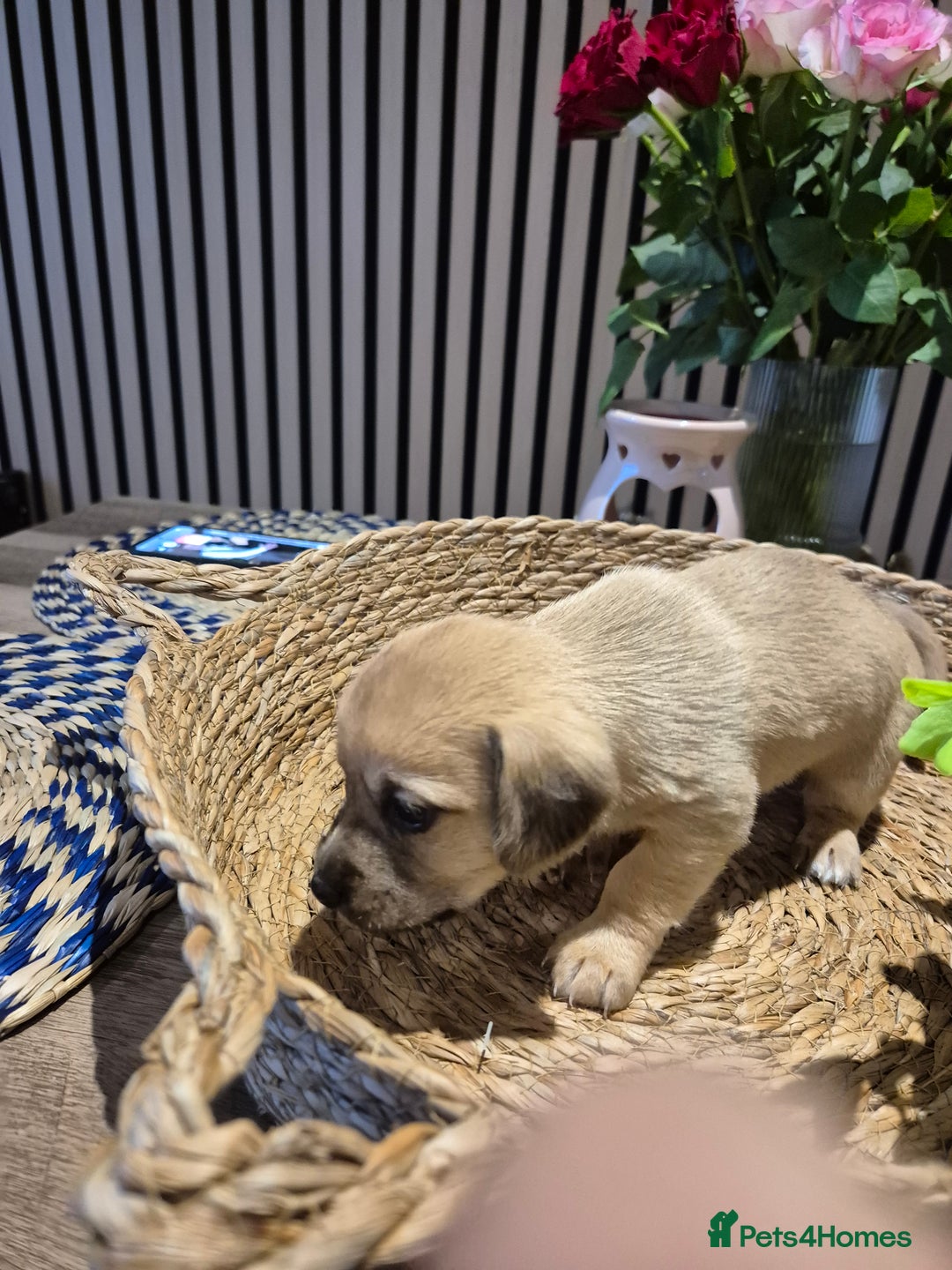 Mixed Breed dogs for sale: Doxie chon - Advert 8