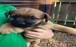 Border Terrier dogs for sale: Pure border terrier puppies  - Advert 17