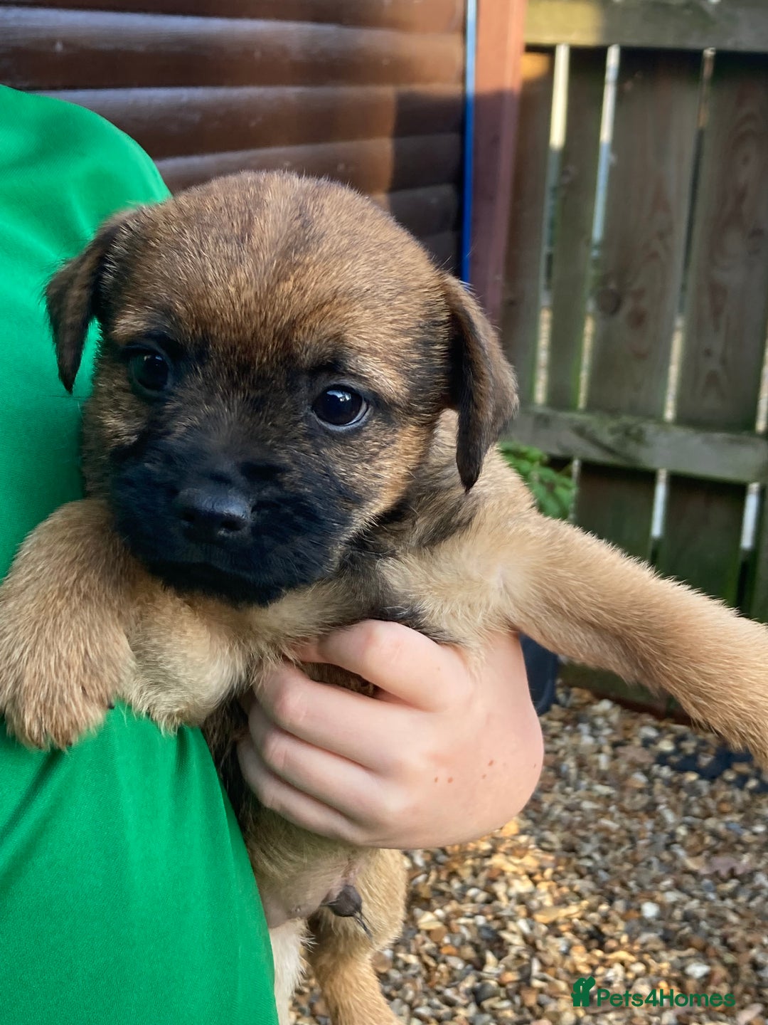 Border Terrier dogs for sale: Pure border terrier puppies  - Advert 17