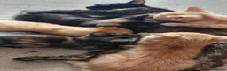 Mixed Breed cats for sale: Little best friends - Advert 12