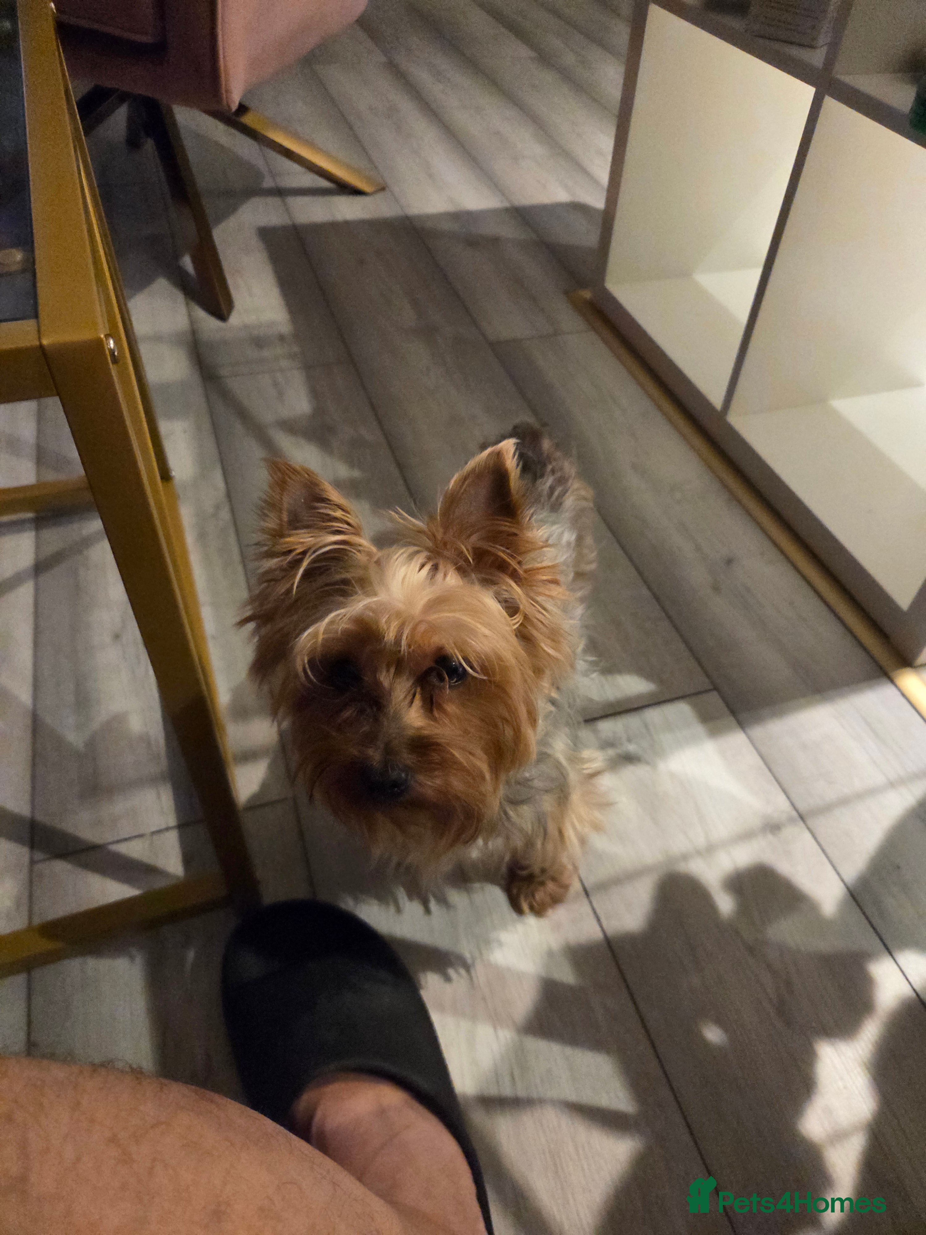 Yorkshire Terrier dogs Reggie  - Advert 18