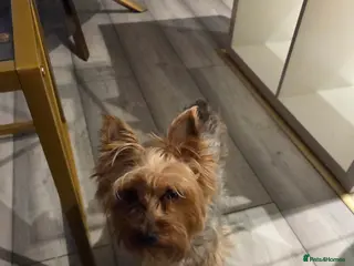 Yorkshire Terrier dogs Reggie - Advert 18