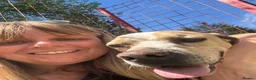 Mixed Breed dogs for adoption: ANJO  - Advert 3