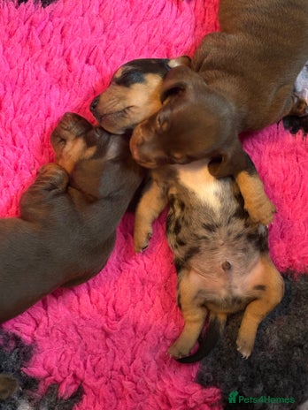 Dachshund dogs - Advert 1