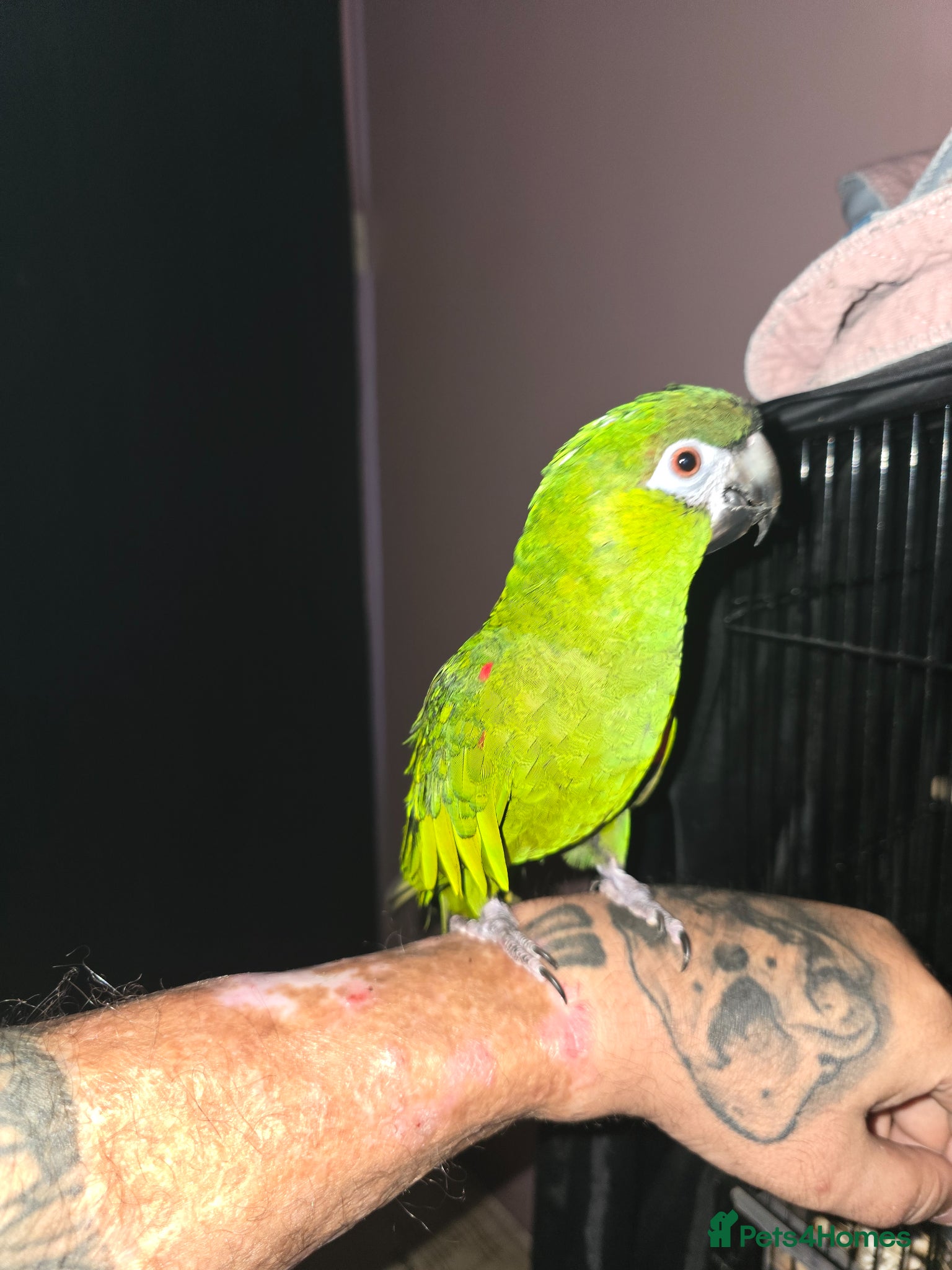 Macaws birds Hahns Macaw.5 years old. Tame - Advert 3