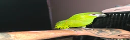 Macaws birds for sale: Hahns Macaw.5 years old. Tame - Advert 1