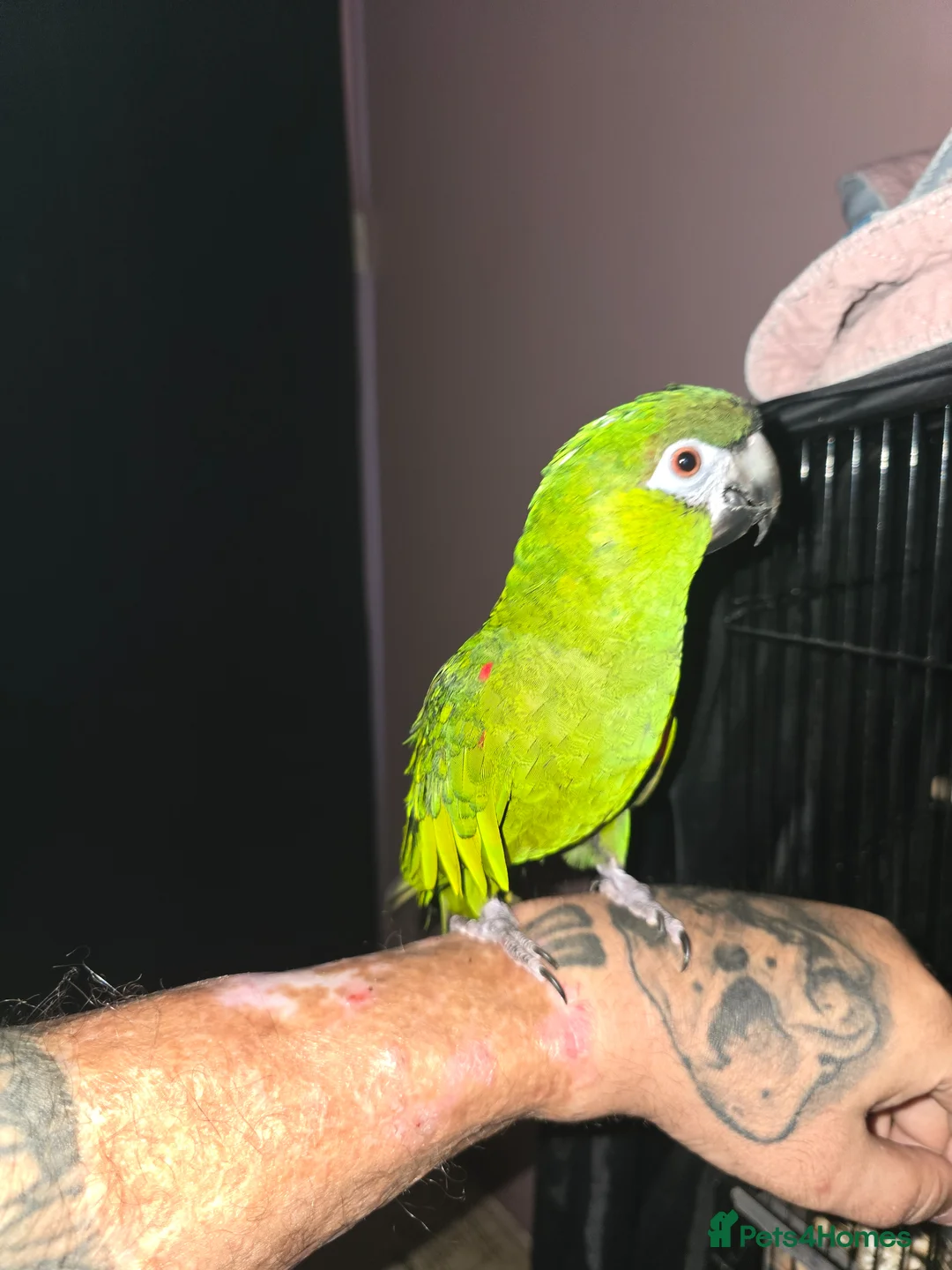 Macaws birds for sale: Hahns Macaw.5 years old. Tame - Advert 1