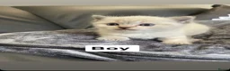 British Shorthair cats for sale: Stunning chunky British shorthair kittens  - Advert 13