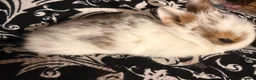 Netherland Dwarf rabbits for sale: Baby bunnies for sale  - Advert 3