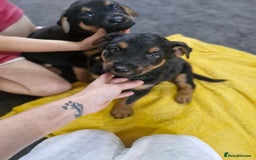 Mixed Breed dogs for sale: Rottweiller x german shepherd  - Image 5