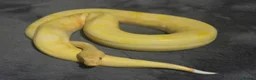 Snake reptiles for sale: Hognose & royal python ball python snake - Advert 11