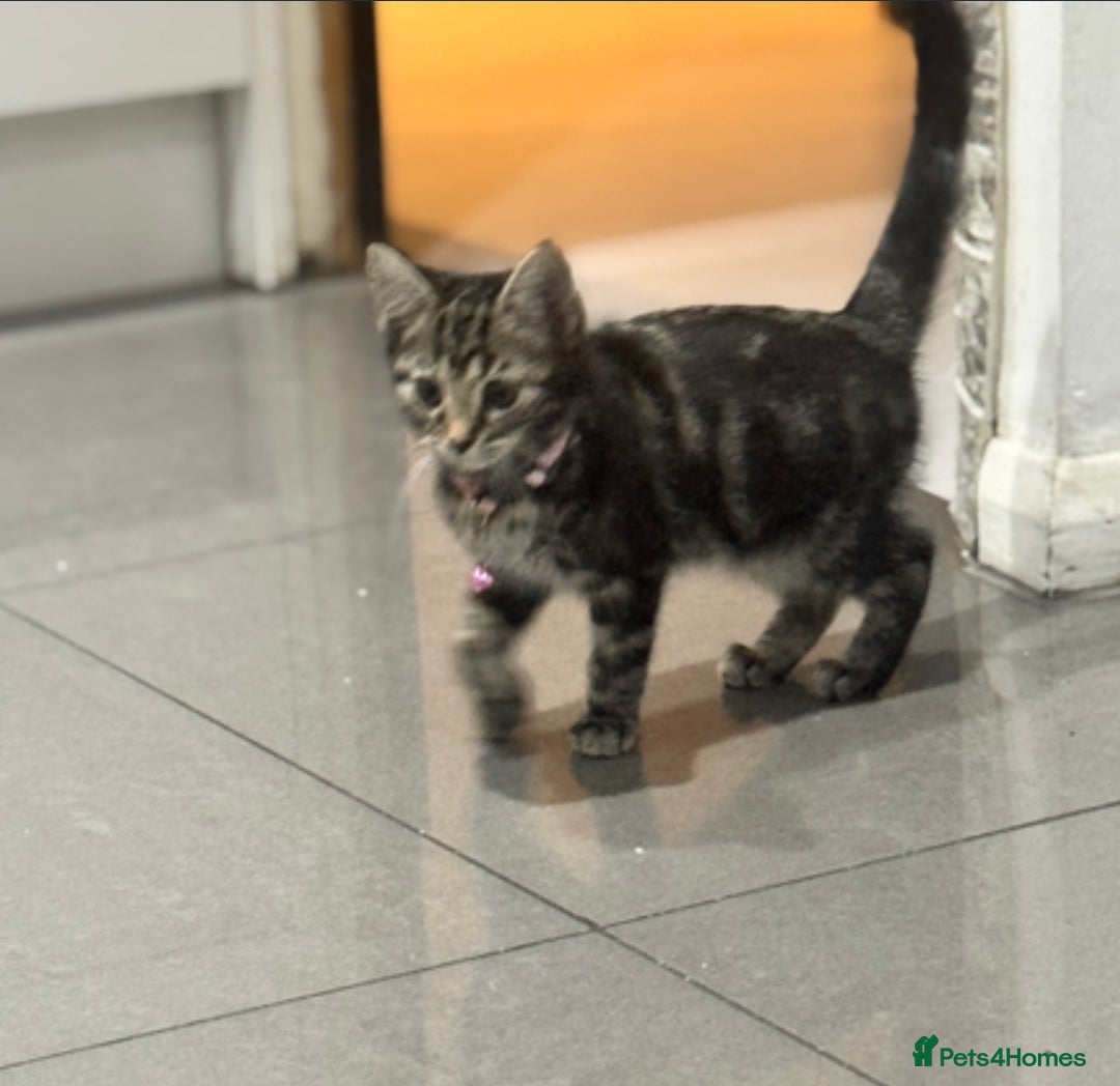 Mixed Breed cats for sale: PEDIGREE BENGAL PEDIGREE TABBY MIXED BOY - Advert 1