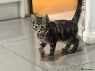 Mixed Breed cats PEDIGREE BENGAL PEDIGREE TABBY MIXED BOY - Advert 1