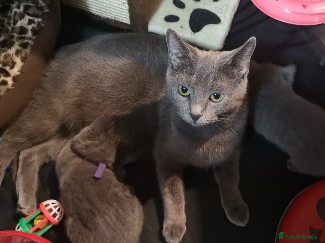 Russian Blue cats for sale:  Pure  Russian blue kittens. READY TO LEAVE - Image 3