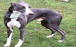 Whippet dogs for stud: Blue KC reg Whippet Stud in Buckingham - Image 1