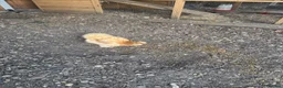 Chickens poultry for sale: 5 silkie chickens free to loving home  in Colchester - Advert 5