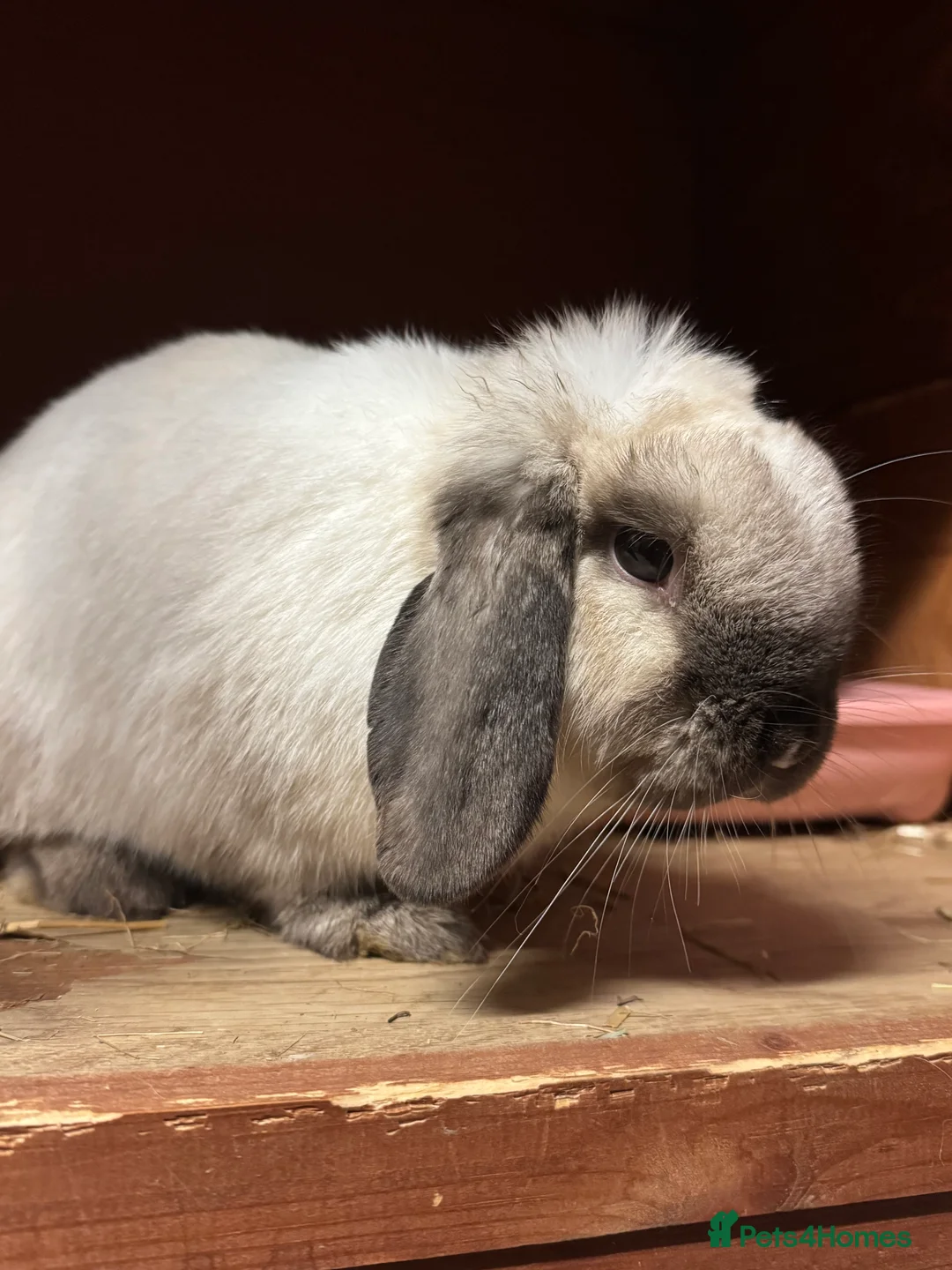 Mini Lop rabbits for sale: Seal Point Mini lop doe 💖🐰 - Advert 2