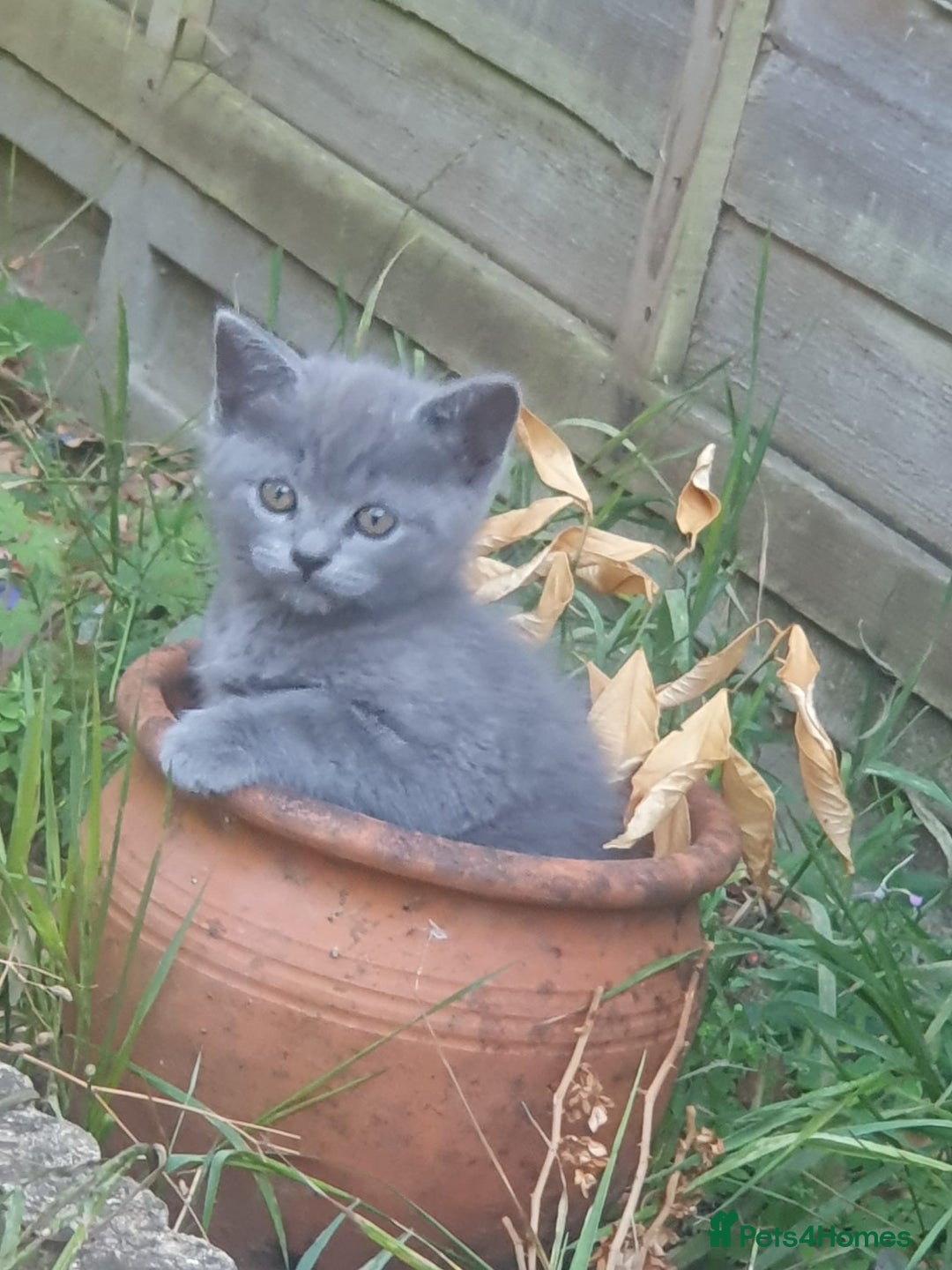 British Shorthair cats for sale: Beautiful British cat  - Image 22
